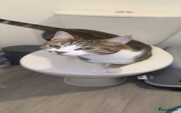 Domestic Shorthair cats for sale: Lovely 2 year old male - Image 1