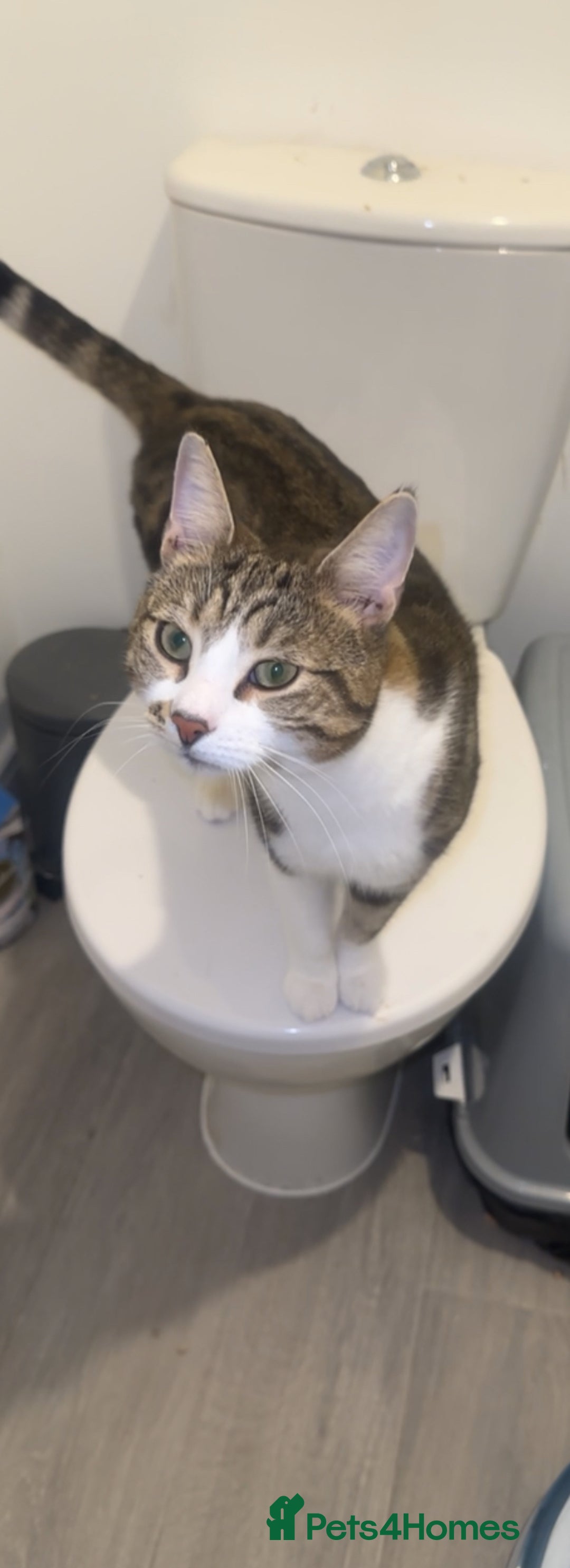 Domestic Shorthair cats for sale: Lovely 2 year old male - Image 1