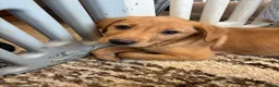 Labrador Retriever dogs for sale: Fox Red & Black Lab Retriever Puppies For Sale - Advert 9