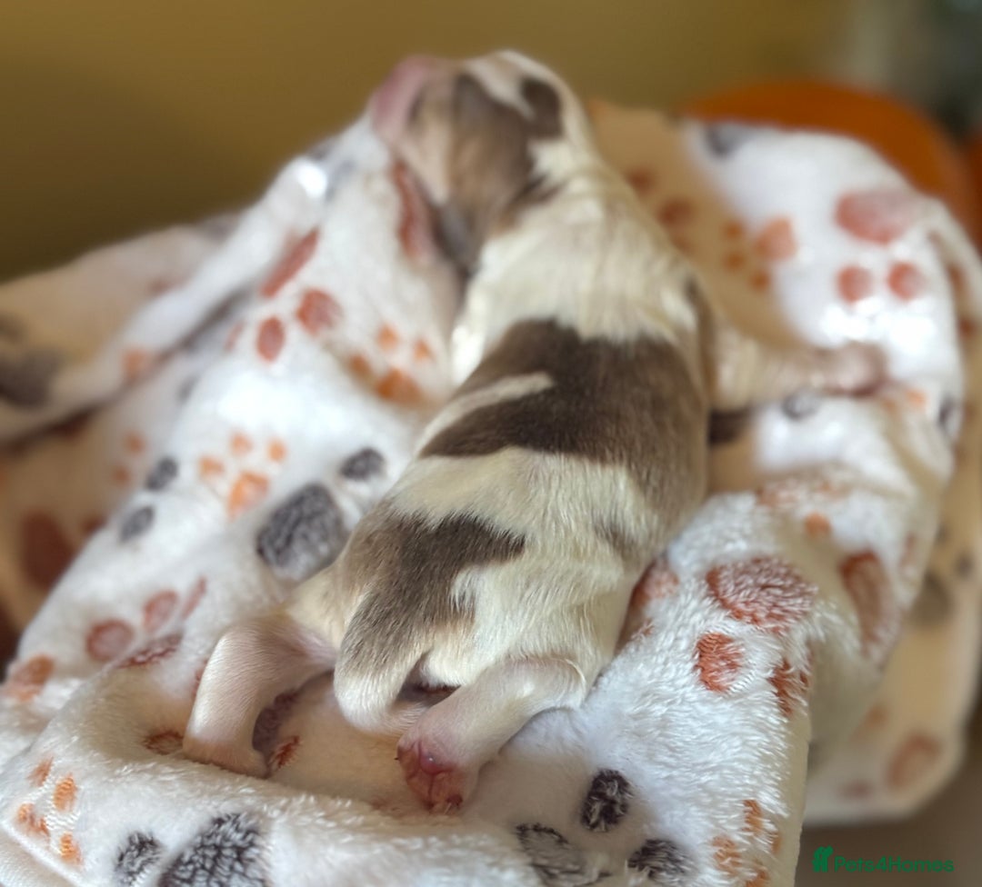 Cocker Spaniel dogs for sale: Stunning 5 Star KC  Show Cocker Spaniels - Image 24