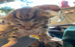 Bengal cats for sale: 9 BENGAL RAGDOLL X KITTENS - Image 21