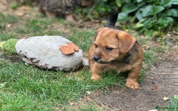 Mixed Breed dogs for sale: Stunning Norfolk terrier x jrt pups ready now - Image 14