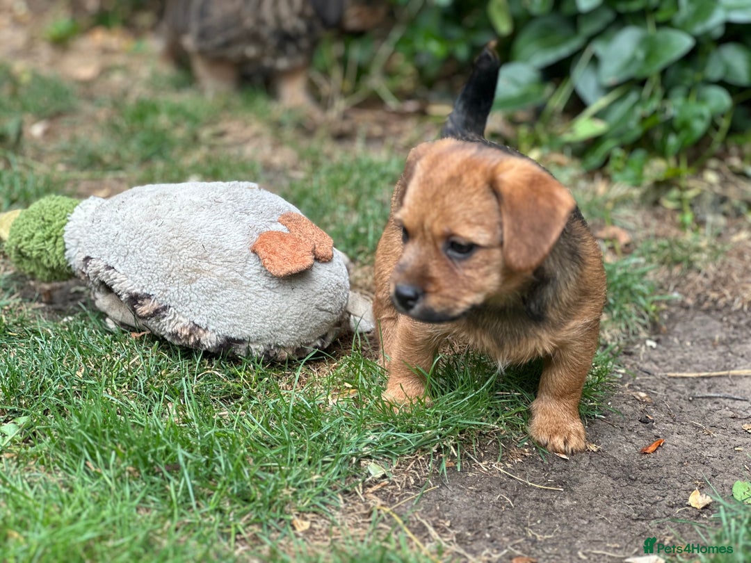 Mixed Breed dogs for sale: Stunning Norfolk terrier x jrt pups ready now - Image 14