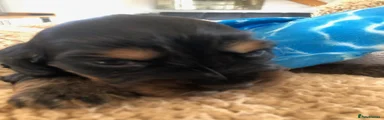 Cocker Spaniel 2