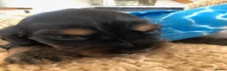 Cocker Spaniel dogs for sale: KC REG SHOW COCKER SPANIEL PUPPIES 🩷💙 - Advert 25