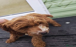 Cockapoo dogs for sale: Need them gone Asap - Image 6