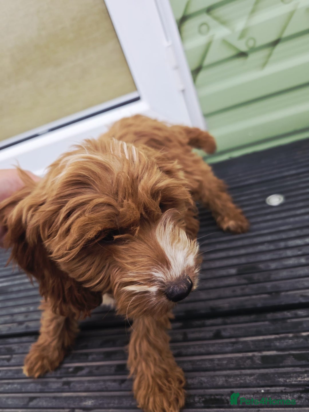 Cockapoo dogs for sale: Need them gone Asap - Image 6