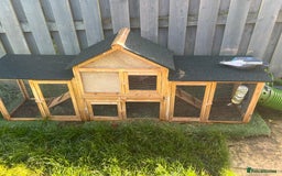 Mixed Breed rabbits for sale: Bonded family of rabbits - Image 6