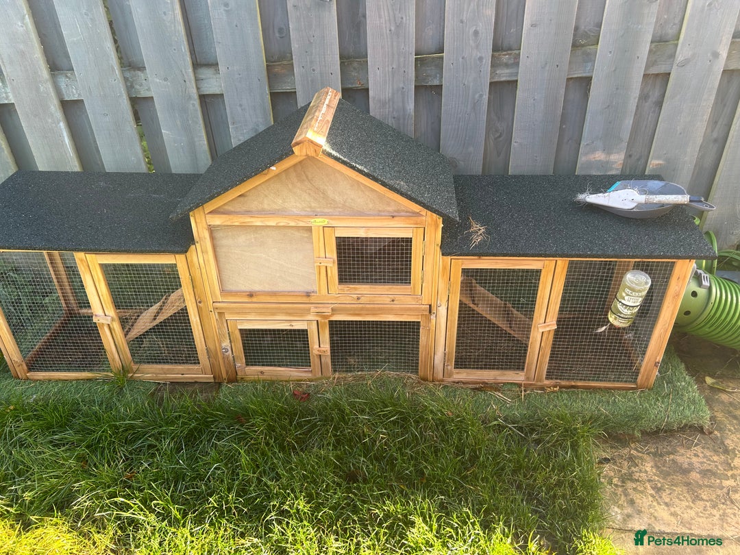 Mixed Breed rabbits for sale: Bonded family of rabbits - Image 6