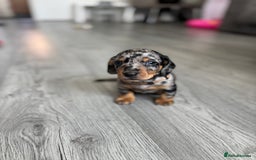 Dachshund dogs for sale: Dachshund pups 3 boys left  in Bootle - Image 24