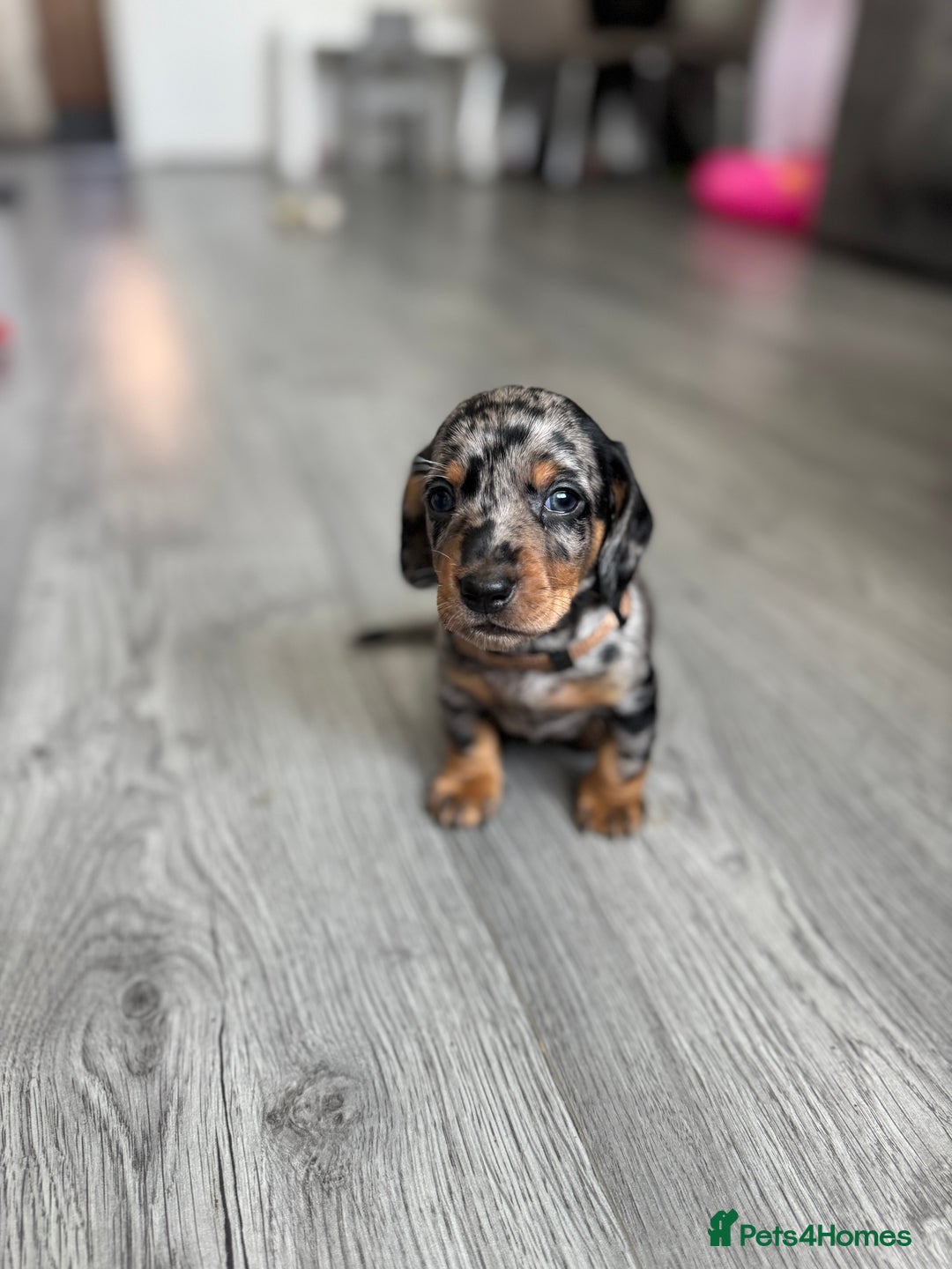 Dachshund dogs for sale: Dachshund pups 3 boys left  in Bootle - Image 24