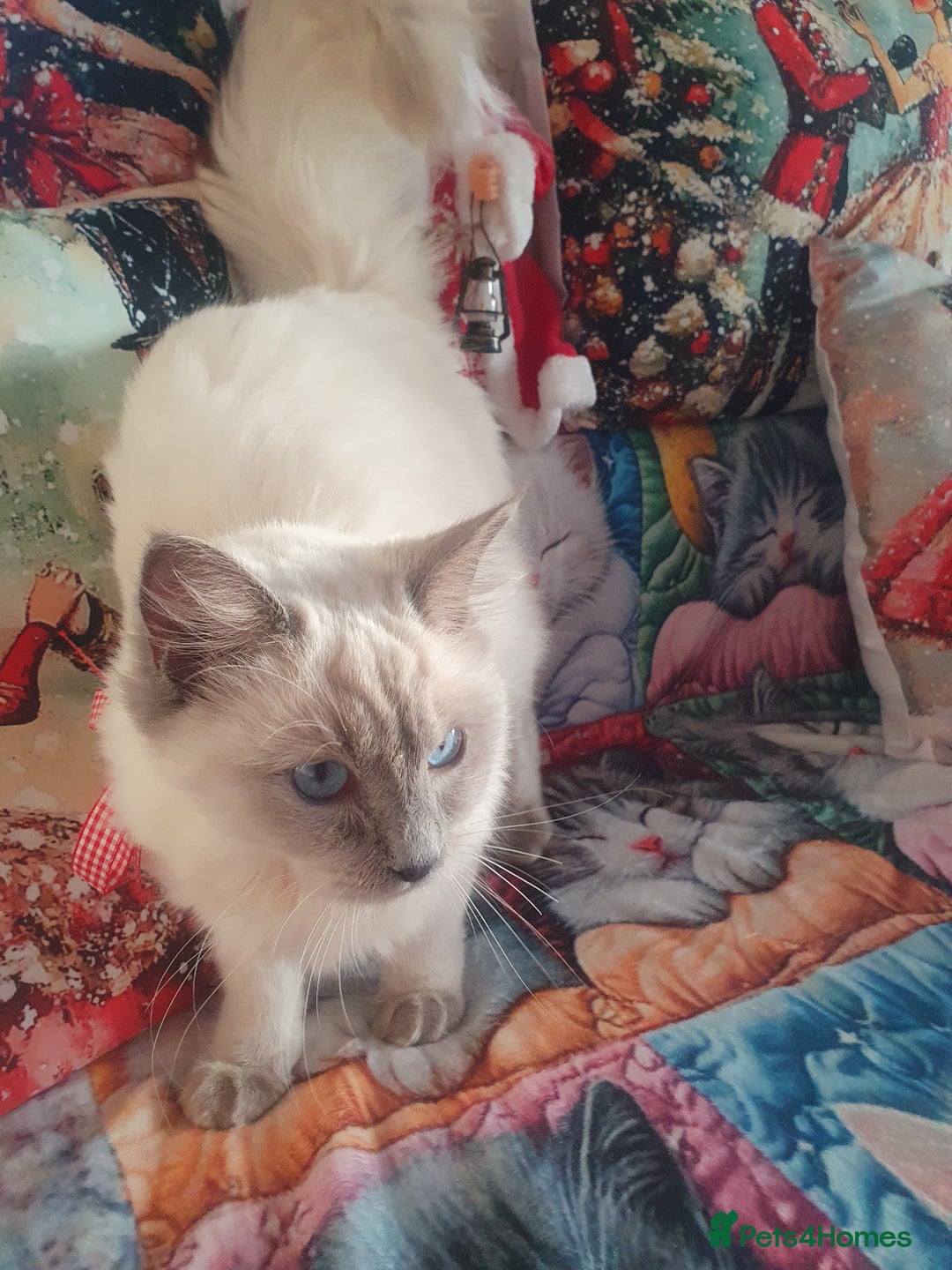 Ragdoll cats for sale: Mink & traditional Ragdolls - Advert 11