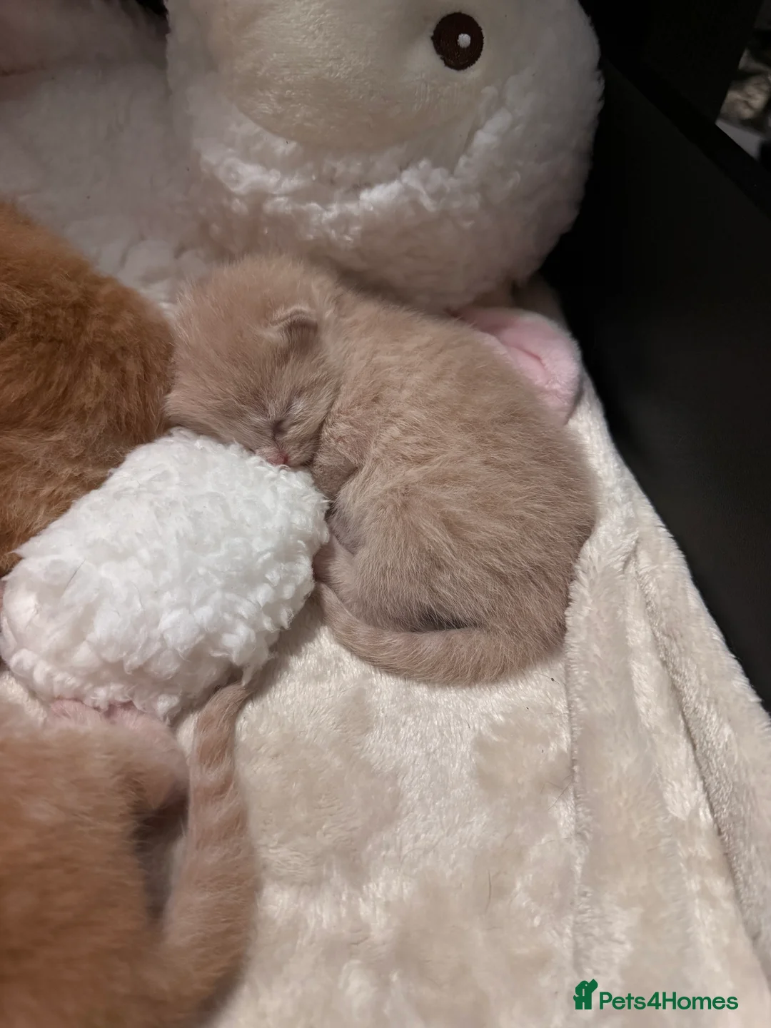 Mixed Breed cats for sale: Beautiful Ginger tabby kittens  - Advert 3