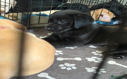 Labrador Retriever dogs for sale: Beautiful labrador - last girl (yellow collar) - Image 19