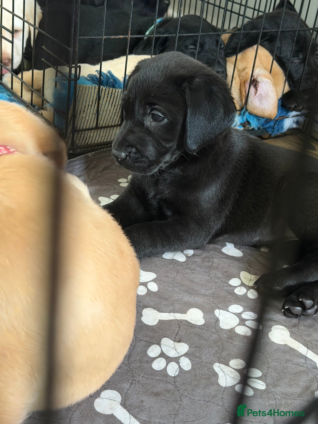 Labrador Retriever dogs for sale: Beautiful labrador - last girl (yellow collar) - Image 19