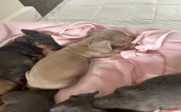 Miniature Dachshund dogs - Advert 3