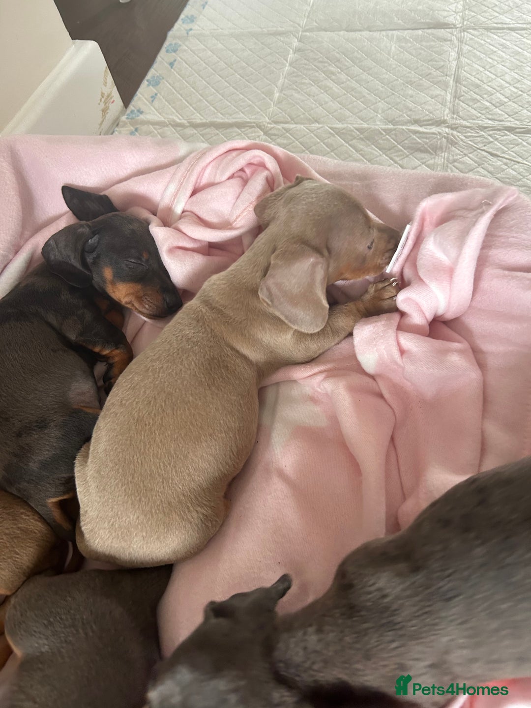 Miniature Dachshund dogs for sale: Miniature dachshunds  - Image 1