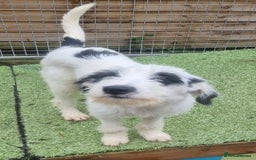 Mixed Breed dogs for adoption: Laura -In Ayr Looking for a home  - Image 7