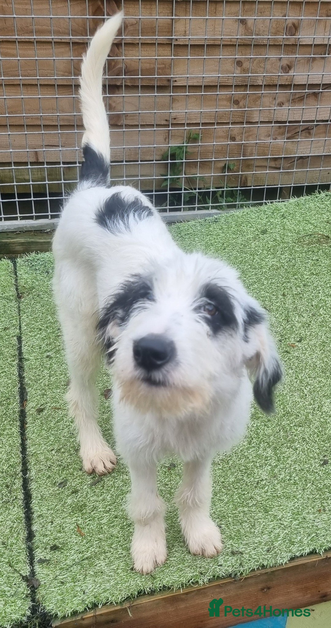 Mixed Breed dogs for adoption: Laura -In Ayr Looking for a home  - Image 7