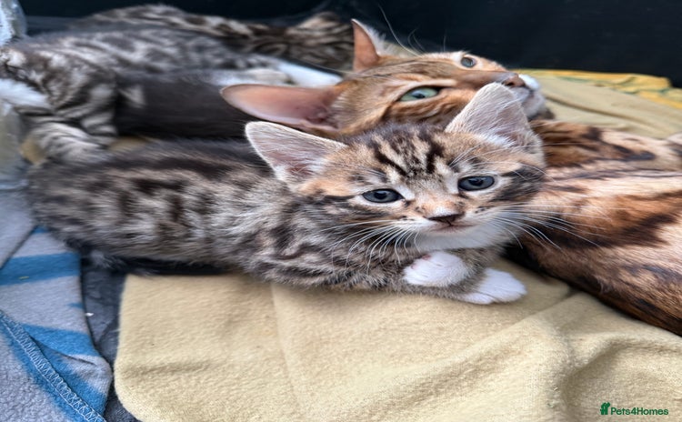 Bengal cats - Advert 1
