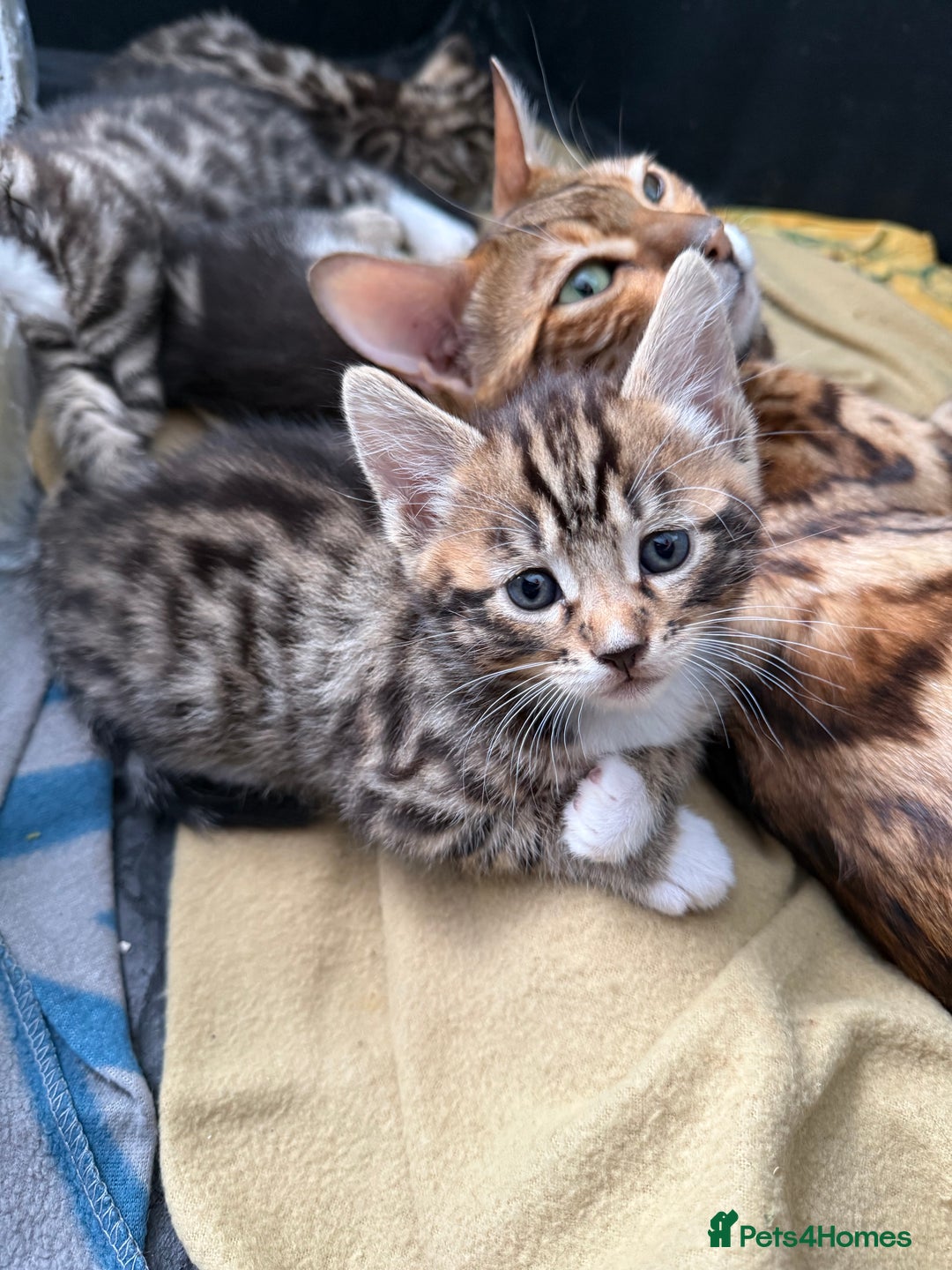 Bengal cats for sale: Mix bengal kittens  - Image 1