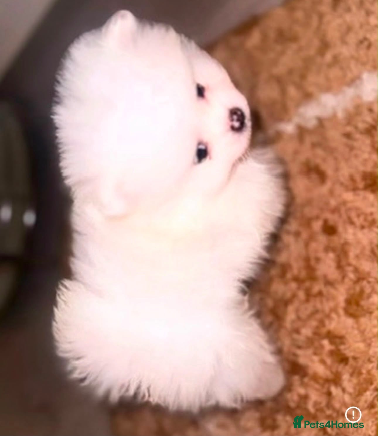 Pomeranian dogs Perfect Pomeranian’s  - Advert 2
