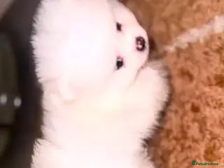 Pomeranian dogs 1 BOY LEFT READY TO LEAVE - Advert 1
