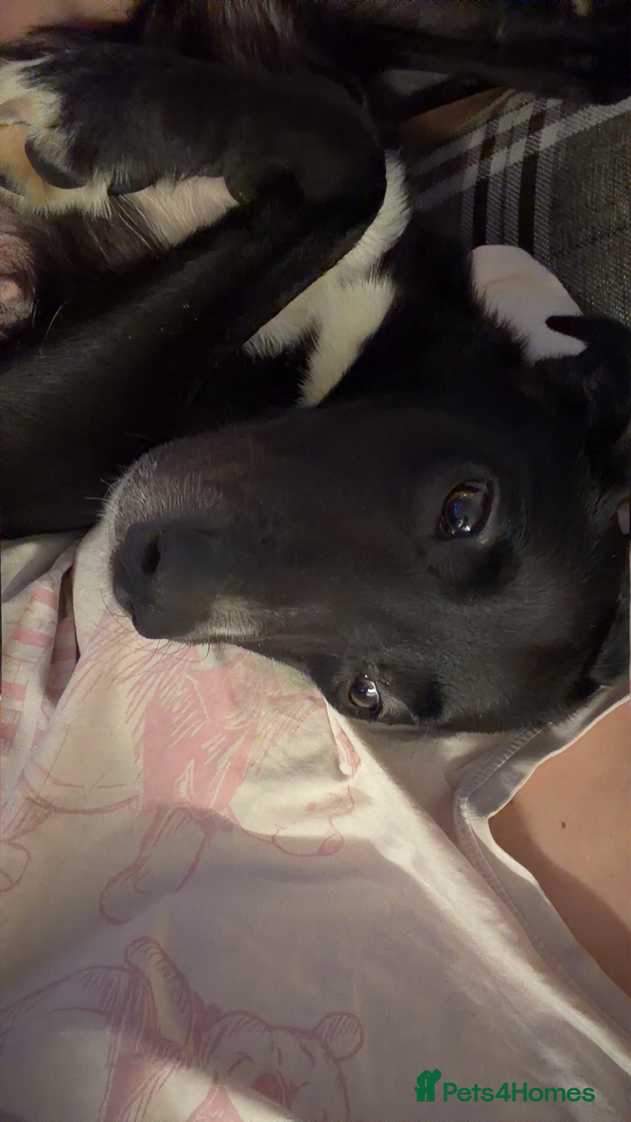 Borador dogs Border pups - Advert 1