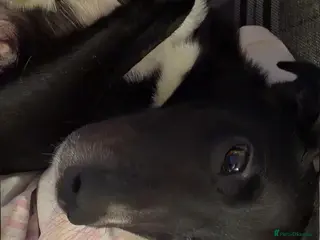 Borador dogs Border pups - Advert 1