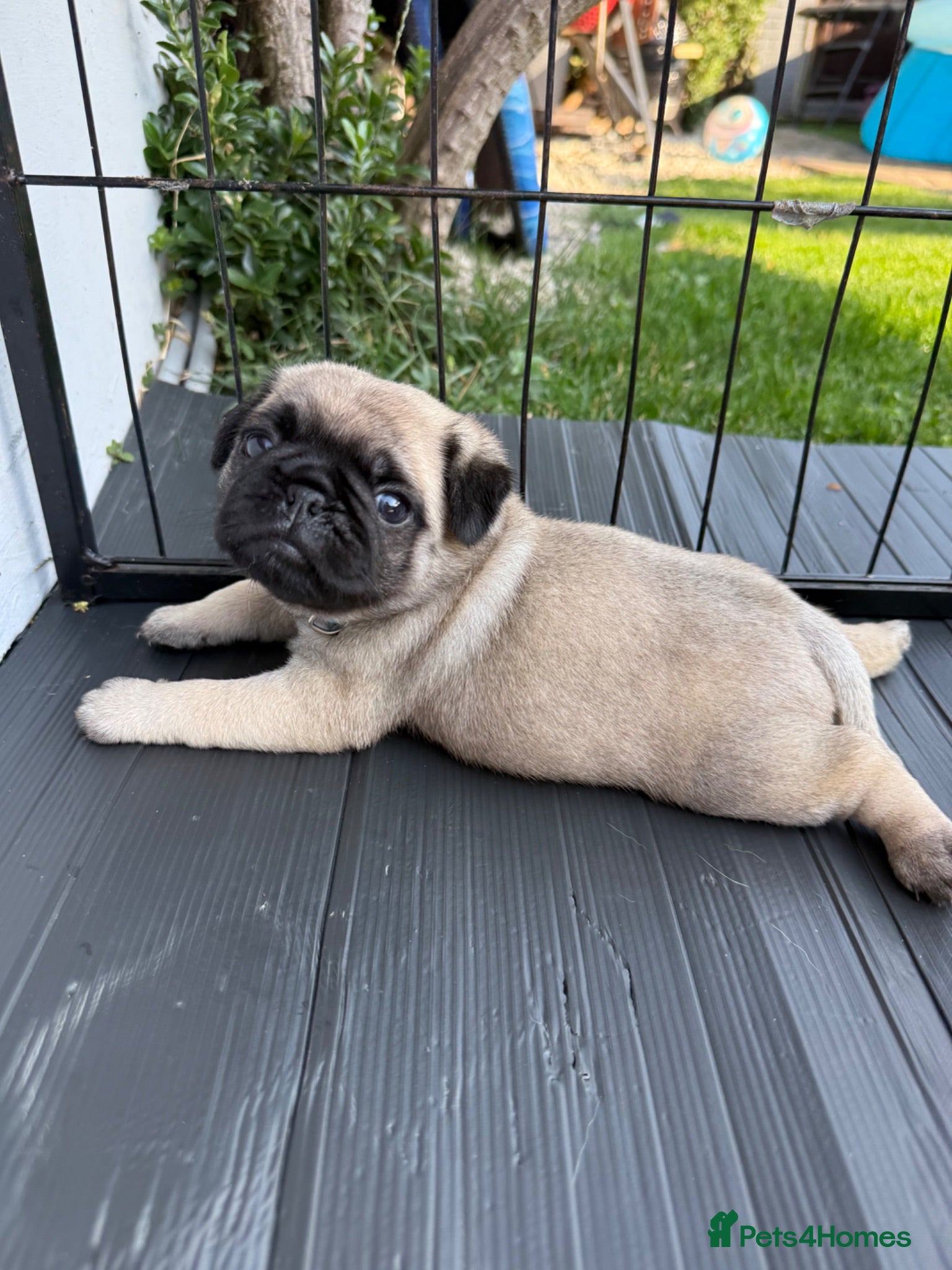Pug dogs Outstanding Pug Puppies  Vaccinated & Microchipped - Advert 2