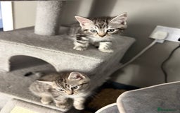 Mixed Breed cats for sale: 5 cute kittens for sale.  - Image 12