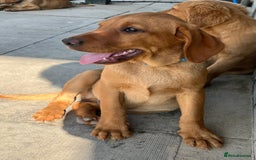 Labrador Retriever dogs for sale: Fantastic litter of fox Red Labrador puppies - Image 6