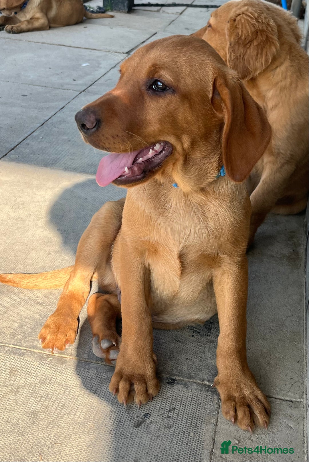 Labrador Retriever dogs for sale: Fantastic litter of fox Red Labrador puppies - Image 6