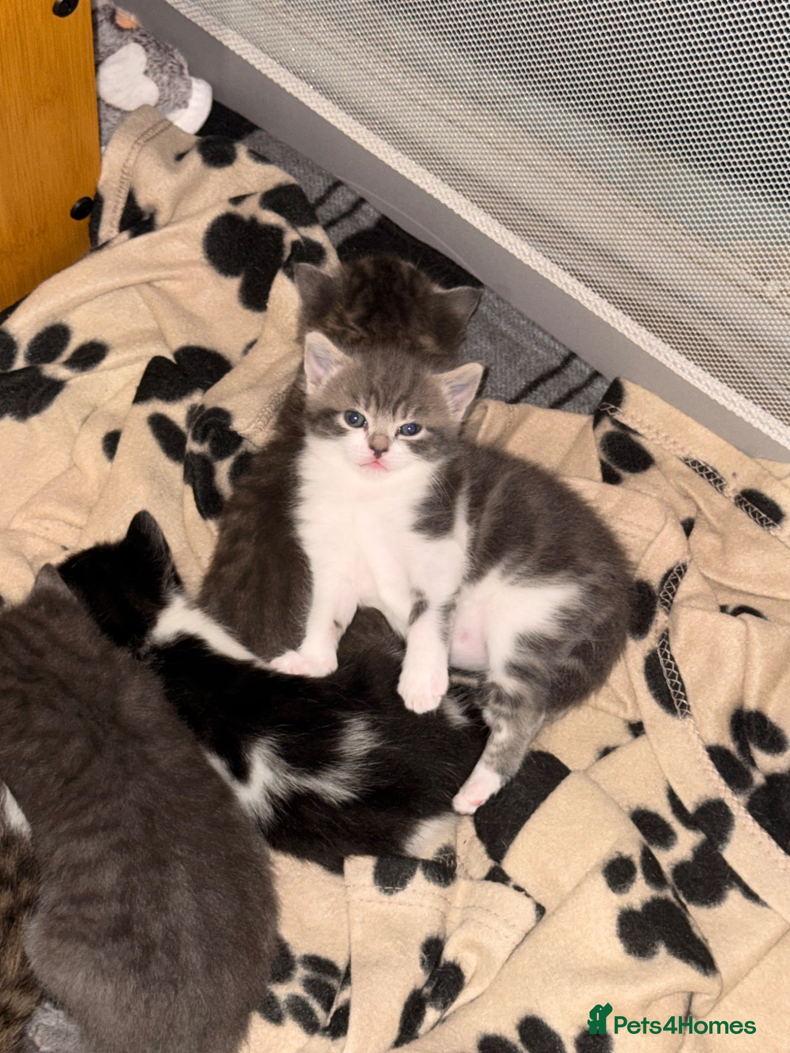 Domestic Shorthair cats Kittens for sale - Advert 17