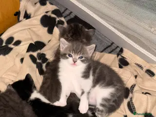 Domestic Shorthair cats Kittens for sale - Advert 17