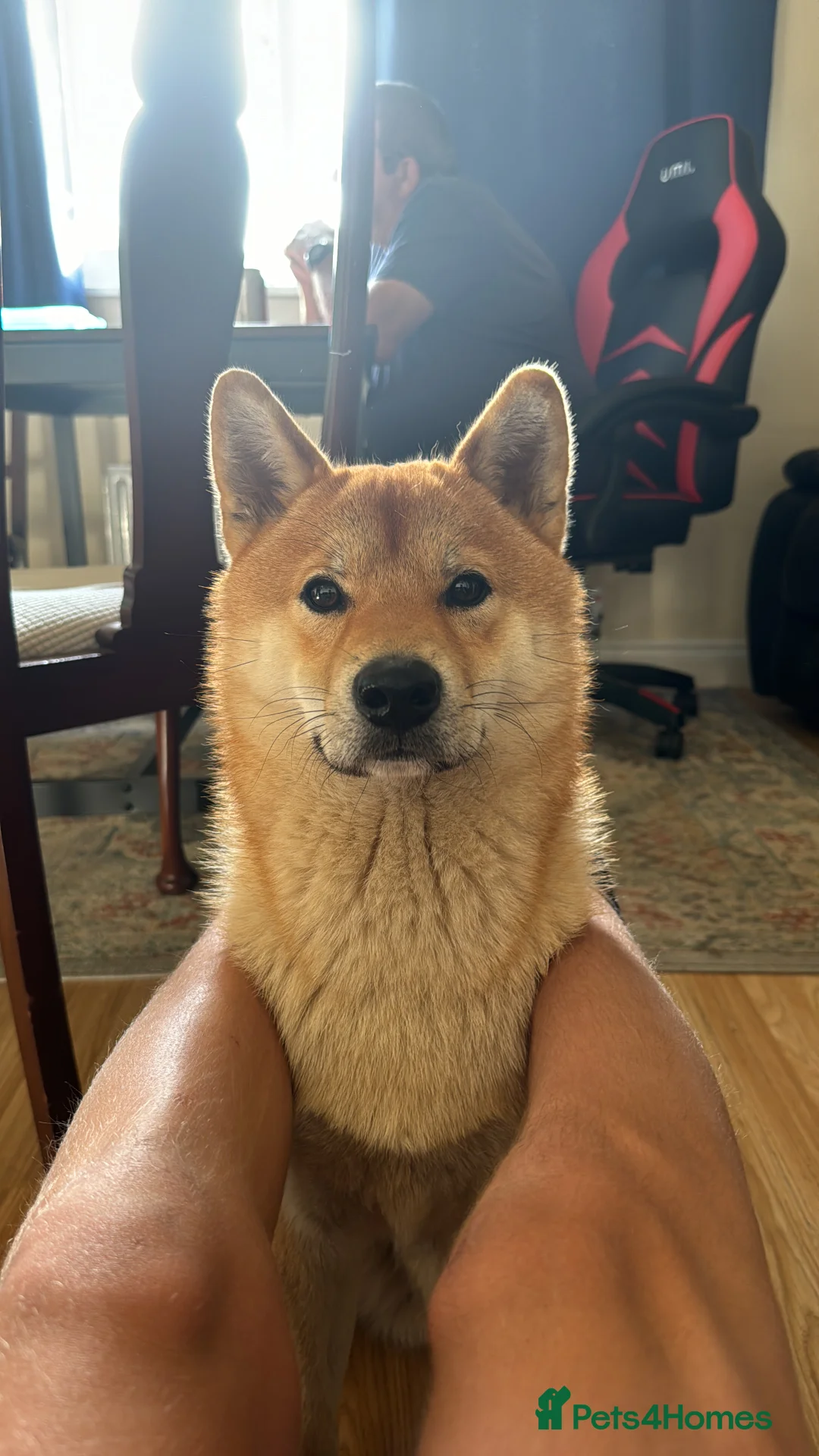 Japanese Shiba Inu dogs for stud: Multiple Proven Shiba Inu Champion Stud 24 month in Leeds - Advert 8