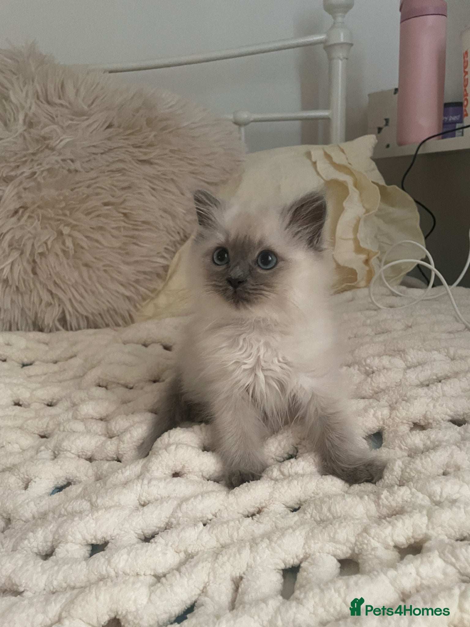 Ragdoll cats 💓One Beautiful Pedigree Female Ragdoll Left💓 - Advert 21