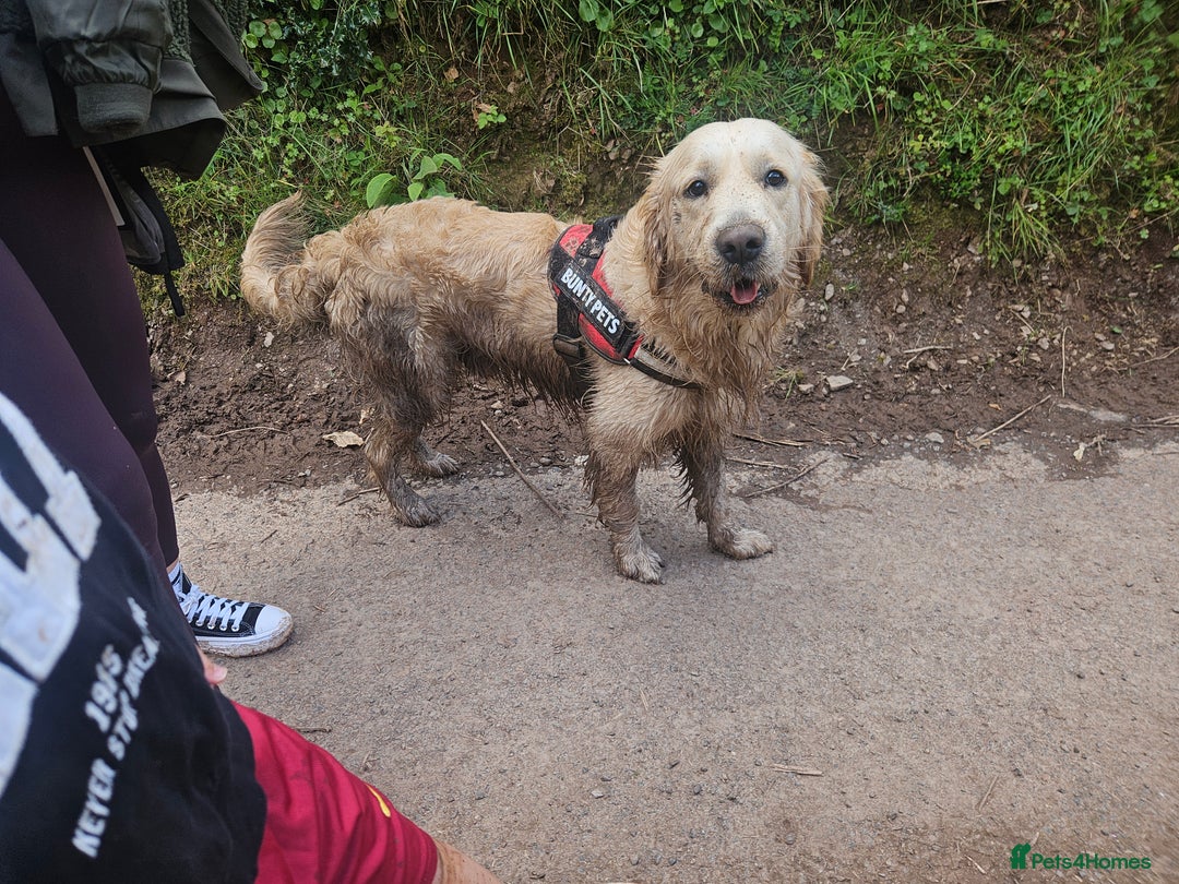 Golden Retriever dogs for sale: Mr charlie - Advert 4