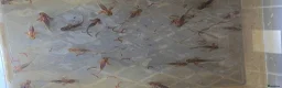 Other/Mixed Breed fish for sale: Axolotl babies in Stevenage - Advert 7