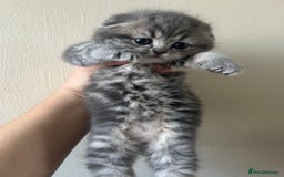 Scottish Fold cats for sale: Pure breed SCOTTISH FOLD - Image 16