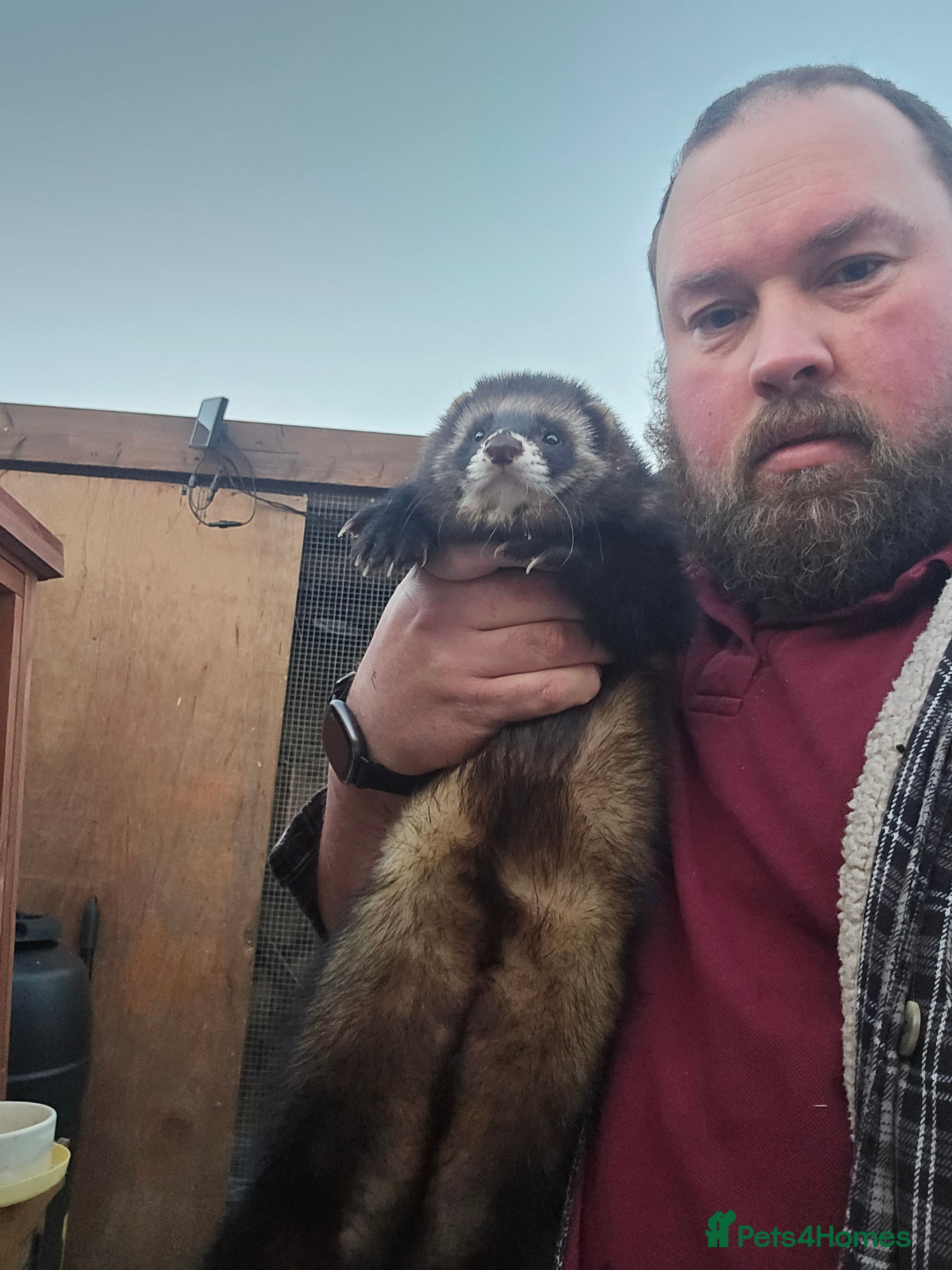 Ferret rodents Very large polecat hob - Advert 1