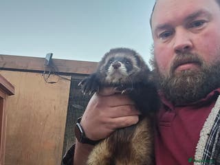 Ferret rodents Very large polecat hob - Advert 7