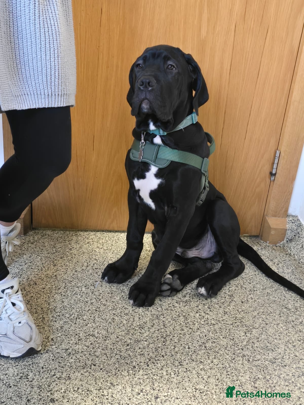 Mixed Breed dogs Cane corso/ Great Dane💓💓💖💖 - Advert 2