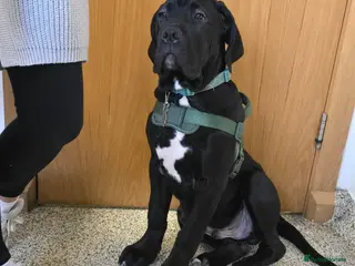 Mixed Breed dogs Cane corso/ Great Dane💓💓💖💖 - Advert 2