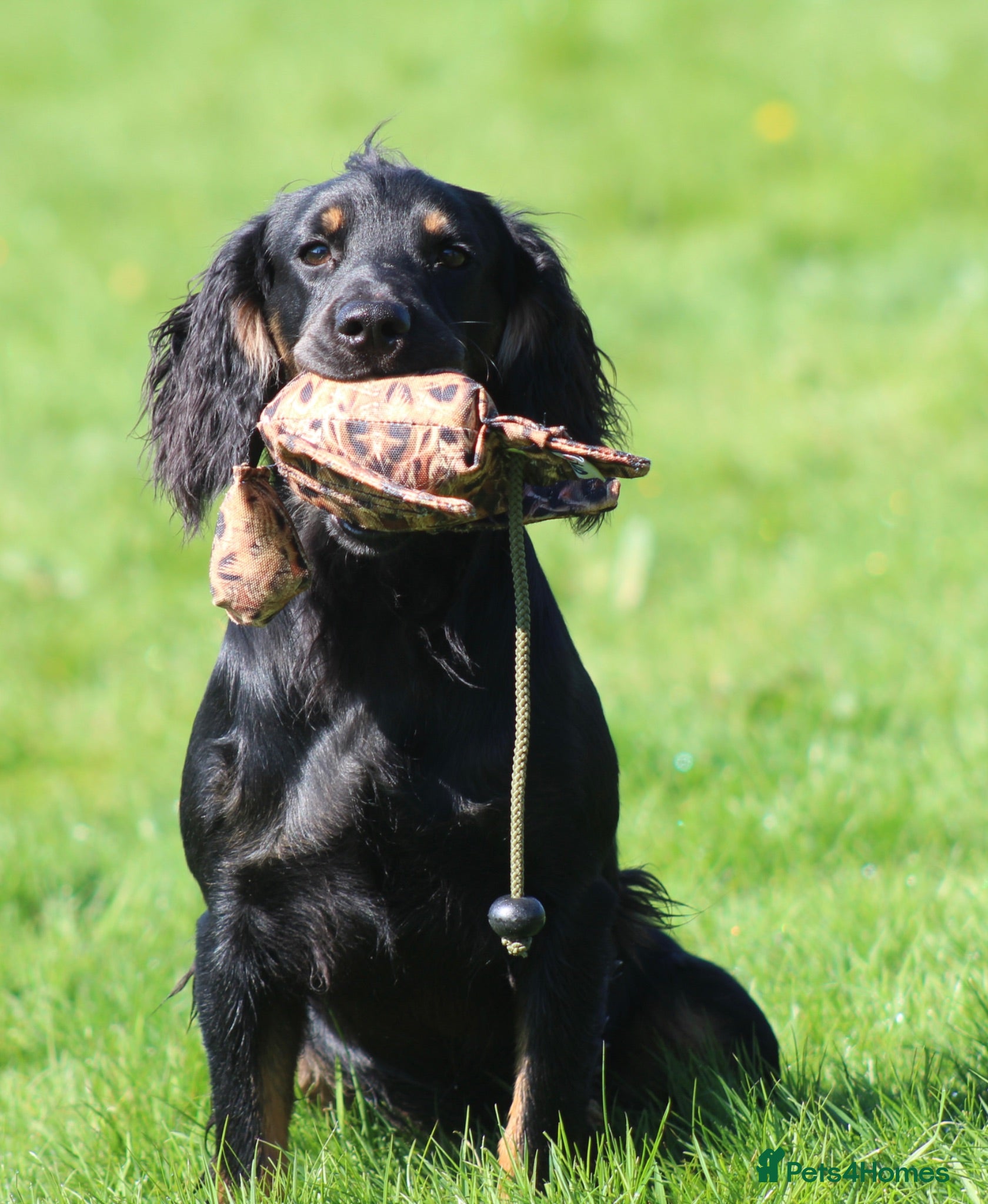 Cocker Spaniel dogs Black and Tan Cocker Spaniel at Stud - Advert 1