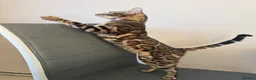 Bengal cats for sale: Unique Bloodline Bengals Tica Reg - Advert 18