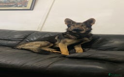 German Shepherd dogs for sale: German shepherd pups - Image 19