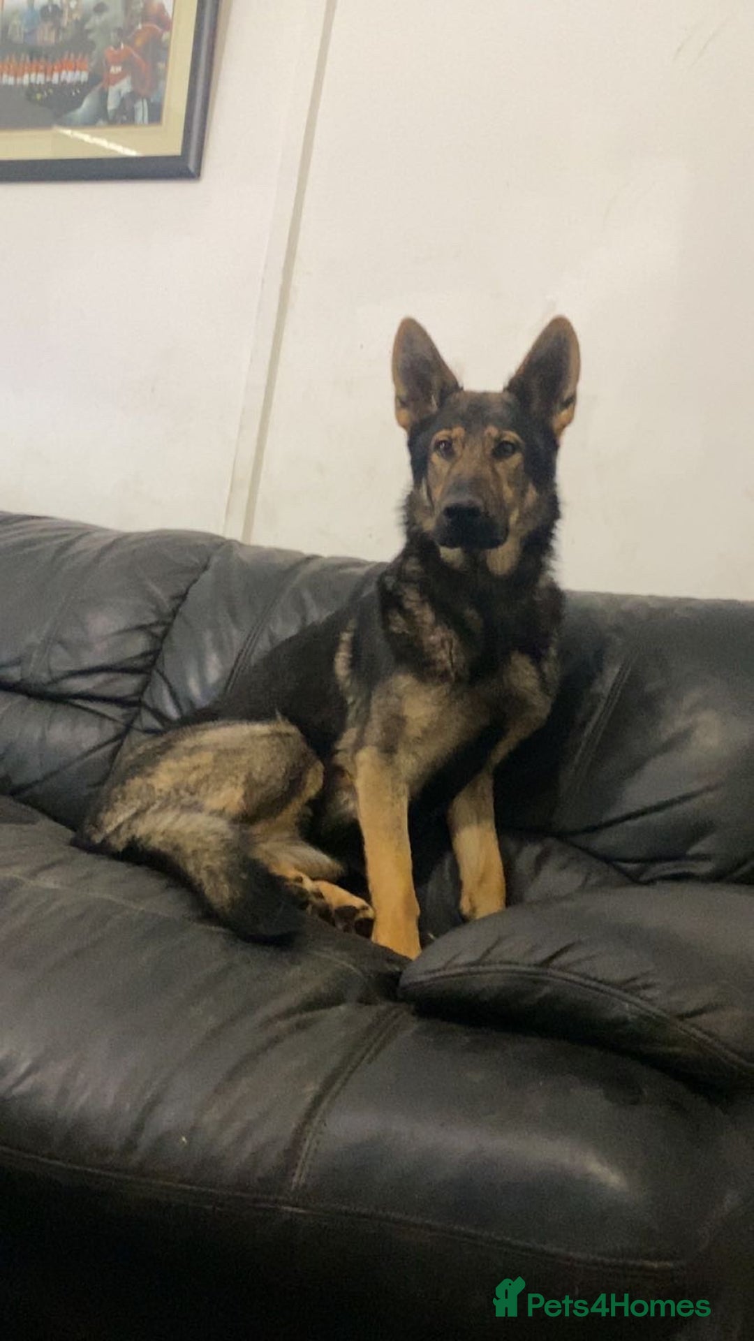 German Shepherd dogs for sale: German shepherd pups - Image 19