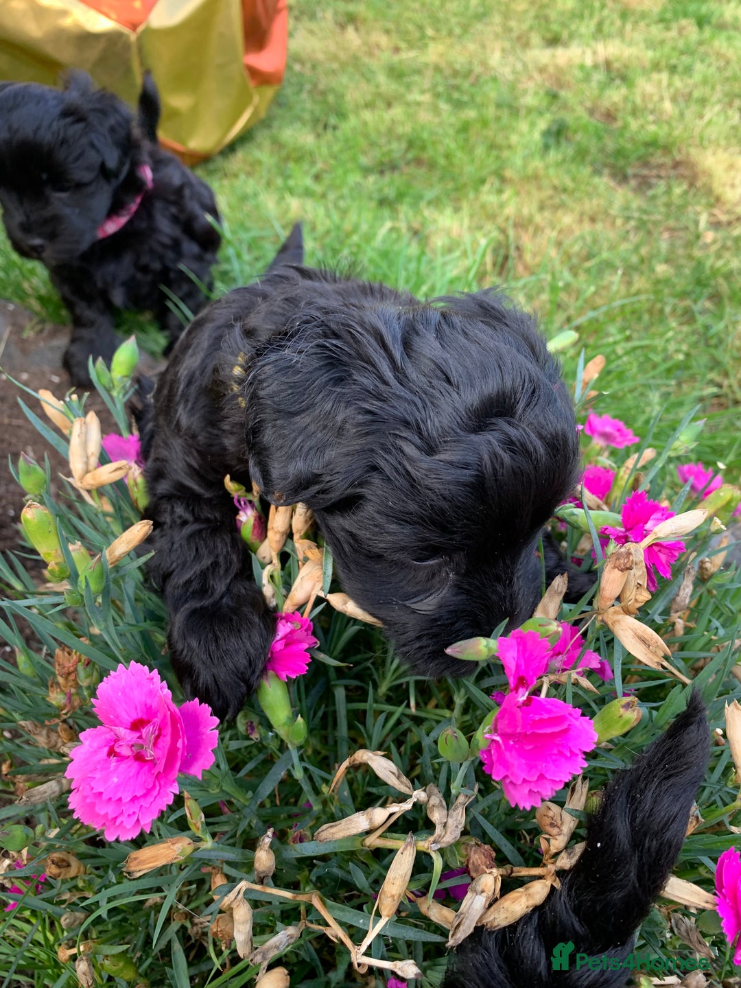 Schnoodle dogs for sale: LAst GIRL REDUCED READY NOW  - Image 30