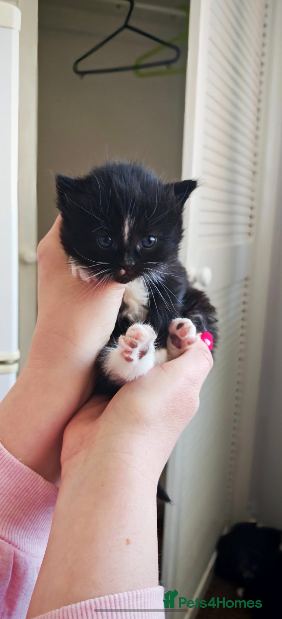 Domestic Shorthair cats Little tuxedo kittens🐈‍⬛🤍 - Advert 2